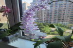 蝴蝶兰怎样弯造型呢？蝴蝶兰花箭什么时候固定好看呢？
