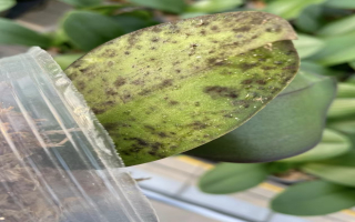 蝴蝶兰叶片上有黑斑怎么处理呢？蝴蝶兰茎腐了怎么办？