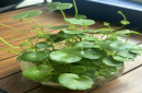 桌面小盆栽种什么好看？有哪些助旺事业运的植物？