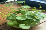 桌面小盆栽种什么好看？有哪些助旺事业运的植物？