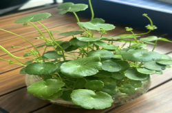 桌面小盆栽种什么好看？有哪些助旺事业运的植物？