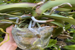 蝴蝶兰的根可以剪短吗？蝴蝶兰换完盆用立刻浇水吗为什么？