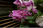 蝴蝶兰的花期管理要点？蝴蝶兰如何延长开花时间呢？