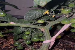 浙樱粉1号小番茄是转基因么？浙樱粉1号糖度能达到多少