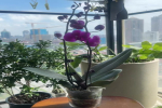 蝴蝶兰花箭和花苞怎么形成的呢？蝴蝶兰绽放的样子像什么东西？