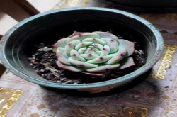 吉娃娃多肉好养吗？吉娃娃多肉能长多大