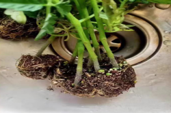 小番茄苗是耐旱还是要多浇水？小番茄浇水过多的症状