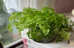 缺水就闹脾气的植物是什么？不怕积水的植物花卉有哪些？