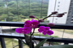 怎样养好蝴蝶兰注意哪些事项?蝴蝶兰的养法家庭养法？