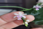 蝴蝶兰小花型品种有哪些名字？蝴蝶兰小花型花瓣尺寸是多少？