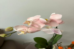蝴蝶兰换盆缓苗期几天呢？蝴蝶兰换盆后养护注意事项？