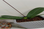蝴蝶兰花期什么时候结束呢？蝴蝶兰花谢了之后花剑需要剪掉吗？