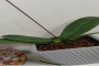 蝴蝶兰花期什么时候结束呢？蝴蝶兰花谢了之后花剑需要剪掉吗？