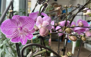 蝴蝶兰开花期怎么管理好呢？蝴蝶兰开花期间需要施肥吗？