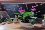 蝴蝶兰根茎繁殖方法有哪些呢？蝴蝶兰是不是只开一次花呢？