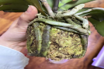 蝴蝶兰花朵蔫了还能缓过来吗？蝴蝶兰的花蔫了怎么回事？