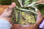 蝴蝶兰花朵蔫了还能缓过来吗？蝴蝶兰的花蔫了怎么回事？