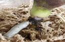 蝴蝶兰根茎怎么养才能长得又大又肥？蝴蝶兰树皮好还是水苔好呢？