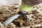 蝴蝶兰根茎怎么养才能长得又大又肥？蝴蝶兰树皮好还是水苔好呢？