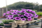 养花小白养什么花比较好呢？开花又好养的花有哪些？