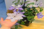 阳台种植什么爬藤植物好？爬藤植物养护注意事项有哪些？