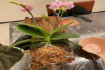 蝴蝶兰板植用什么木头最好？蝴蝶兰板植好还是盆栽好呢？