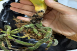 蝴蝶兰茎腐病怎么处理好？蝴蝶兰茎腐病是怎样造成的呢？