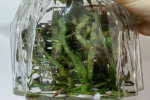 蝴蝶兰水培根太多怎么处理呢？蝴蝶兰根越多越好吗？