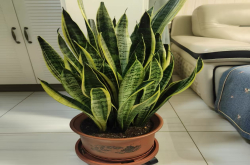 什么植物不生虫子又好养呢？蚊虫不喜欢什么植物的味道？