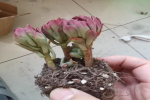 红玫瑰多肉容易出状态吗？红玫瑰多肉怎么养出状态？