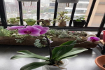 怎样挑选蝴蝶兰花苗呢？蝴蝶兰叶子多少片才合适种植呢？