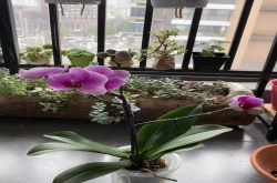 怎样挑选蝴蝶兰花苗呢？蝴蝶兰叶子多少片才合适种植呢？