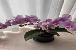 蝴蝶兰品种为何越来越少的原因？蝴蝶兰那些品种适合新手养的？