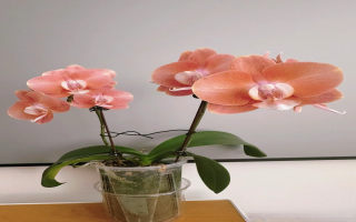 蝴蝶兰小苗好养吗？新手买蝴蝶兰小苗还是大苗好养啊？