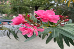 不能在一块地连续种植的植物？植物不能种在一起的有哪些？