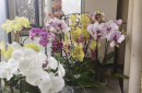 蝴蝶兰怎么救活最好呢？蝴蝶兰花瓣颜色变浅怎么回事呢？