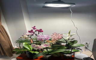 蝴蝶兰室内补光灯注意哪些事项？蝴蝶兰补光用什么灯好一点呢？