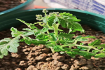 盆栽矮生番茄需要掐尖吗？盆栽矮生番茄掐尖后多久发芽
