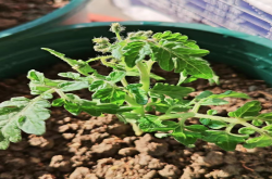 盆栽矮生番茄需要掐尖吗？盆栽矮生番茄掐尖后多久发芽