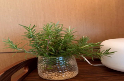 家里种什么草最香最好?适合家里种植的香料植物有哪些?