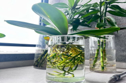 蝴蝶兰如何水培生根？蝴蝶兰的水培方法和注意事项？