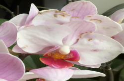 蝴蝶兰通风不足会引起哪些病？兰花病虫害用什么药最好？