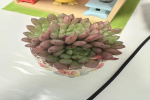多肉开花代表什么是好还是不好？多肉开花如何处理