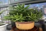 有特殊本领的植物有哪些？能杀菌空气的室内植物有哪些呢？