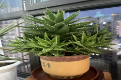 有特殊本领的植物有哪些？能杀菌空气的室内植物有哪些呢？