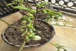 蓝莓什么品种适合北方种植？家庭种植蓝莓品种推荐