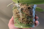 如何刺激蝴蝶兰繁殖模式呢？蝴蝶兰花怎么养才好呢?