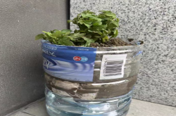 盆栽番茄使用催芽剂可以吗？盆栽番茄使用催芽剂过量会死吗？