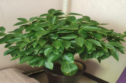 夏天不怕晒的植物有哪些？夏天植物枯萎怎么办小妙招？