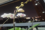 蝴蝶兰对光线的要求是什么？蝴蝶兰晒太阳叶子变黄吗？
